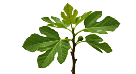 Common Fig Tree Branch Green Leaves Isolated on White Background Ficus Carica Cutout Foliage Plant PNG
