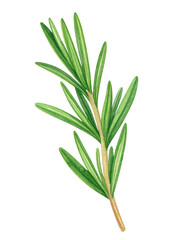Fototapeta premium Watercolor Illustration of Rosemary, Isolated on Transparent Background