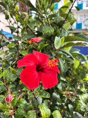 red hibiscus flower