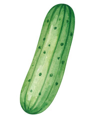 Watercolor Illustration of Cucumber, Isolated on Transparent Background