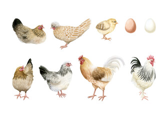Hens and roosters with baby chicken and eggs watercolor illustration set isolated on white. Poultry yard birds and chicks for farm designs. Realistic fowl clipart in pastel beige brown colors