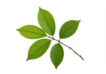 Obraz premium A branch with five green leaves isolated on a white background in a close up studio shot for botany study