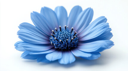 Delicate blue flower bloom nature setting close-up photography soft background vibrant colors natural beauty