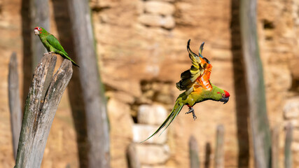Red-fronted macaw in flight. Ara rubrogenys, Psittacara mitratus, Bioparc, Doué la Fontaine, Maine et Loire 49, Région Pays de la Loire, France, European Union, Europe
