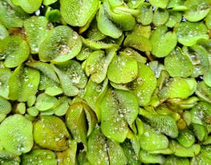 Fish pond water purifying plants