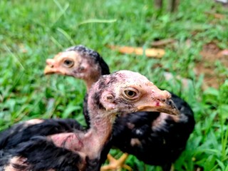 A pair of cute chick heads