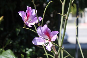 Close-up of two blooming Bauhinia flowers with soft purple petals and deep pink centers, growing on slender branches with a blurred background.