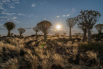 Desert landscape with with quiver trees (Aloe dichotoma), Northern Cape, South Africa