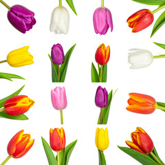 Colorful tulips in various shades including purple white pink yellow and red arranged artistically against transparency background evoke sense of spring and beauty