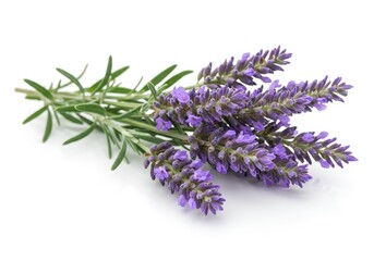 Obraz premium A small bunch of fresh lavender flowers with green stems on a white surface in a close up shot