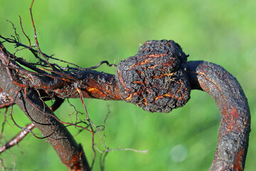 Crown gall Agrobacterium radiobacter galls on plum tree root.