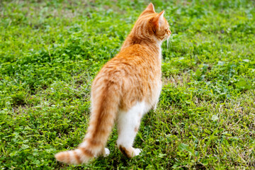 curious ginger cat exploring green grass outdoors