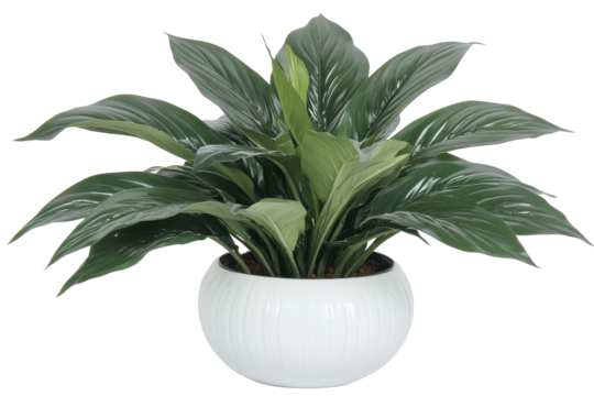Peace Lily plant in a white ribbed pot. Lush green leaves radiate from a central point