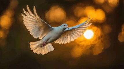 White Dove Sunset Flight.