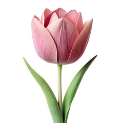 Fototapeta premium A single pink tulip with green leaves against a void isolated on transparent background.