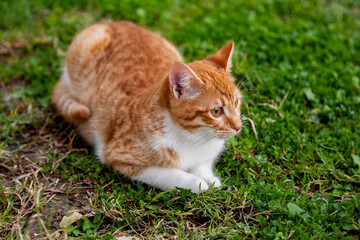 portrait of cute ginger cat sitting in the garden on green grass