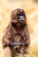 Female of Gelada (Theropithecus gelada), sometimes called the bleeding-heart monkey or the gelada baboon. Simien Mountains, Africa Ethiopia wildlife