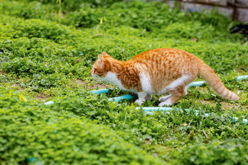 cute ginger cat is in hunting position in the garden