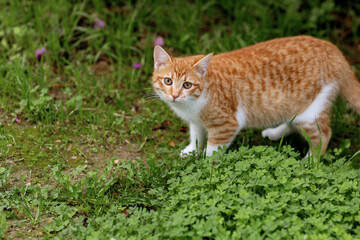 curious ginger cat exploring green grass outdoors