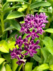 Vibrant Purple Dendrobium Orchid Blooms in Lush Foliage
