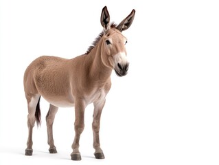 Light brown donkey against a plain white background