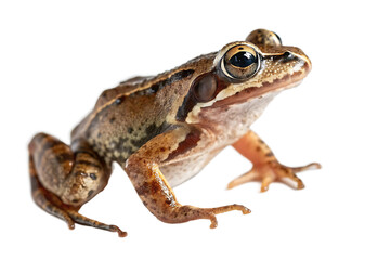 Fototapeta premium Macro Close-Up of Brown Frog – Textured Skin and Prominent Eyes on White Background