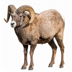 Majestic Rocky Mountain Sheep Standing Proudly