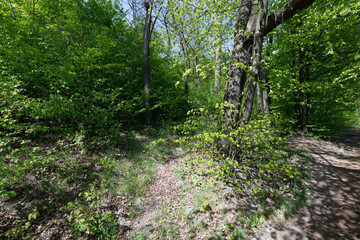 A path leading through a lush, green forest with sunlight filtering through the trees