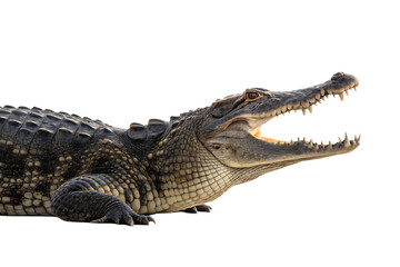 Fototapeta premium Detailed Crocodile Close-Up – Textured Scales and Sharp Teeth on png Background