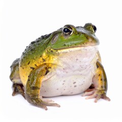 Naklejka premium Close-Up of a Bright Green American Bullfrog