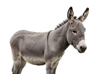 Fototapeta premium A gray donkey standing on a white background looking to the right in a studio shot with ears up