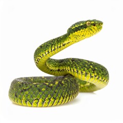 Colorful Green Yellow Snake on White Background