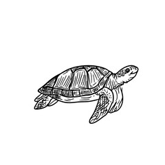 Fototapeta premium Vector illustration of graceful turtle swimming, ideal for nature, marine life, or conservation themes. Perfect for educational materials, articles, and decoration.