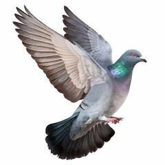 pigeon isolated on white