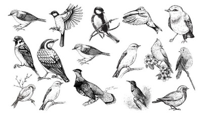 This vector hand drawing image showcases a variety of birds, each illustrated with fine, detailed linework that highlights their unique features and plumage. 