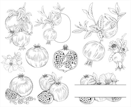 Collection of pomegranate fruit, branches, flowers and decorative frames, hand drawn botanical line drawing, vector floral line art illustration for wedding, logo, advertising, packaging