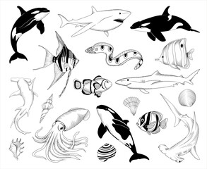 Set of vector hand drawn sea animals illustrations, line drawing animal collection	