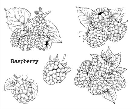 Collection of hand drawn raspberry graphics, botanical line drawing, vector floral line art illustration for logo, advertising, packaging