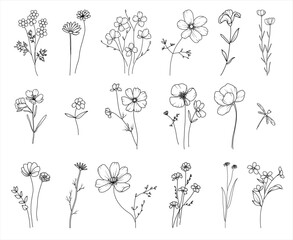 Botanical hand drawn line art vector illustration, hand drawn herbs, flowers and branches, floral line drawing