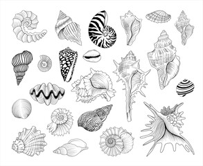 Set of vector hand drawn seashell illustrations, line drawing sea animal collection	