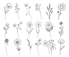 Botanical hand drawn line art vector illustration, hand drawn herbs, flowers and branches, floral line drawing
