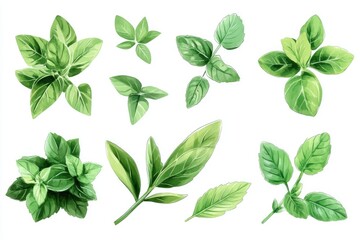 Collection of fresh herbs,  top-down view, vibrant green tones  Detailed depictions of various leaves, sprigs, and stems  Ideal for culinary or botanical illustrations