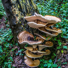 Large bracket fungi on tree trunk