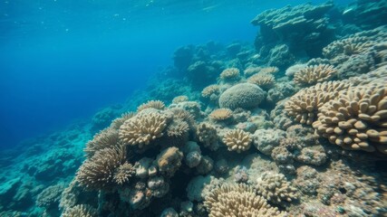 Fototapeta premium A vibrant underwater scene showcases a diverse array of healthy coral reefs teeming with marine life in a crystal-clear ocean.