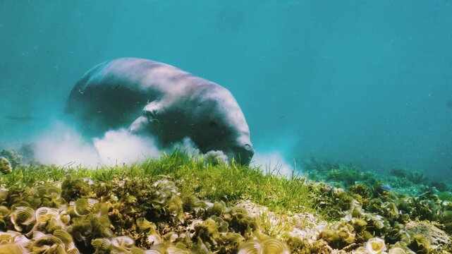 Wild Dugong (Mermaid): Peaceful, Leisurely Eating Seagrass on Seabed