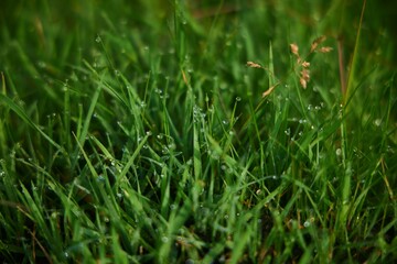 Lush green grass with drops of morning dew