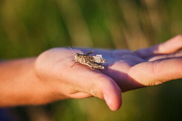 A large grasshopper on a man's hand. The unity of man and nature