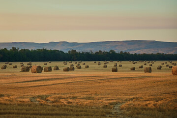 Wheat and sheaves of straw in the field, sunset time of the day