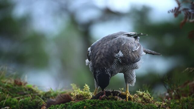 Close up ground level view of Eurasian Goshawk eating pieces of meat from dead squirrel carcass, slow motion.
