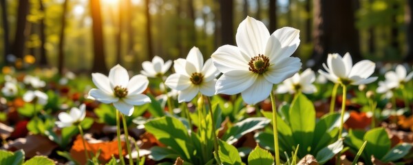 Fototapeta premium close up macro of white anemone flowers blooming in a forest in spring sunlight, natural and serene woodland setting.
